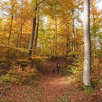 Wandern durch Buchenwälder