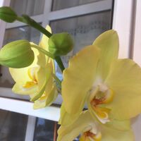 Blumen auf Gran Canaria