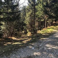 Forstweg beim Abstieg vom Lärchsattel, Oststeiermark