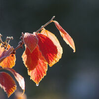 Herbststimmung