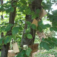 Wunschbaum am Kathreinkogel