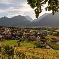 Weinberg Fläsch