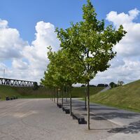 RheinPark Weg in Richtung Rhein
