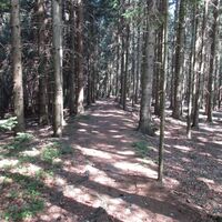Waldweg
