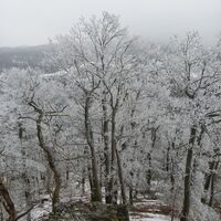 Gefrorene Bäume auf Ostry