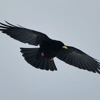 Die Alpendohle (Pyrrhocorax graculus) ist ein häufiger Begleiter auf Skitouren.
