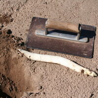 Spargel