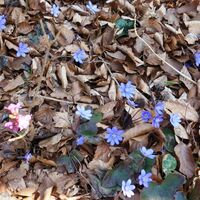 Flora Leberblümchen  Seidelbast