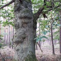 Wie ein verwunschener Wald