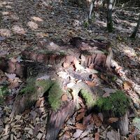 Waldbadepfad Assamstadt