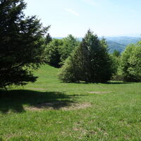 Am Weg zum Wittenbachberg