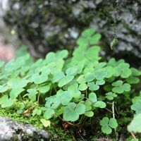 Viel zu entdecken in der Reichenbachklamm