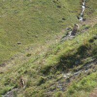 Mit etwas Glück lassen sich, wie hier am Hochsonnberg, Murmeltiere ("Mankei") beobachten.