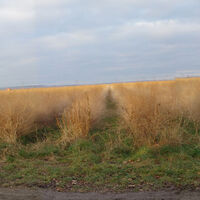 Goldgeben am Wagram