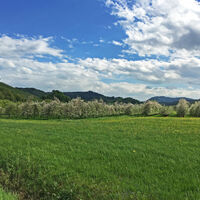 Obstplantagen im Renchtal