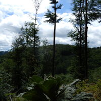 Oberarnsdorf - Aggstein - Schönbühel