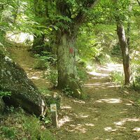 12.4 km Beim Baum mit rotem Punkt und orangenen Pfeilen links hinauf