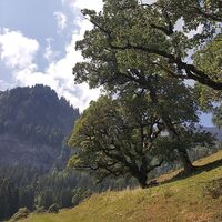 Schöne Bergahorn im Mellental