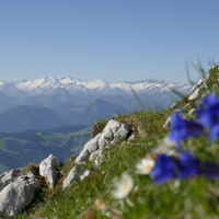 Enzian mit Großvenediger im Hintergrund