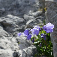 zwischen den Felsen lassen sich immer wieder Farbtupfer erspähen