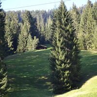 Alpenwald