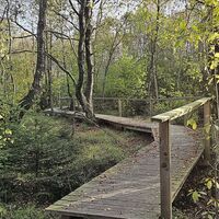 Bragphenn, Ormont