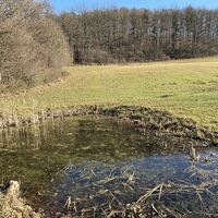 Tümpel am Weg ins Hanefbachtal. Hier wurde bereits vielfach gelaicht.