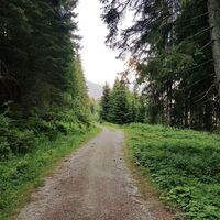 Auf dem Forstweg durch den Wald Richtung Gipfelbahn Hochwurzen