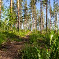 Waldpfad