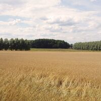 Offene Feldlandschaft bei Ostedt
