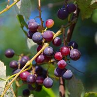 Auch der Wein ist ein Thema