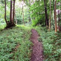 Salzgitter Höhenzug, Wanderweg 21 Trampelpfad