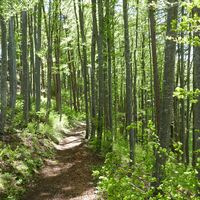 Weg im Buchenwald - Familien- und Naturerlebnispfad Grasburg