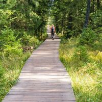 Ein wunderschöner Holzbohlenweg führt durch das Hochmoor