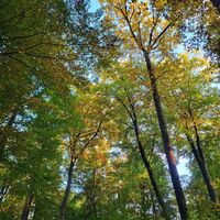 Herbstwald auf dem Hilschberg