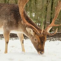 Damwild am Aussichtspunkt des Geheges an der Tiergartenrunde