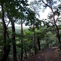 Naturnahe Pfade auf dem Weg nach Wachenheim