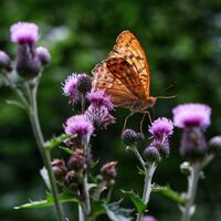 Schmetterling_Kaisermantel©Sebastian_Schulte
