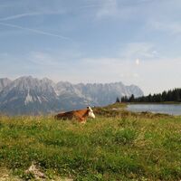 Ellmau_11er-Kaiserblick-Runde_Wilder Kaiser