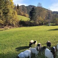 Herde in Kleinlandl, Joglland-Waldheimat in der Oststeiermark