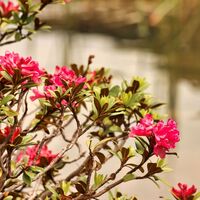 Almrauschblüte im Murtal