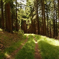 Waldweg