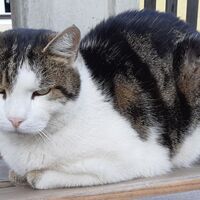 die Gemeindekatze