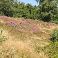 Eiberg - Heide