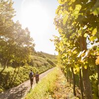 Wandern durch die Weingärten