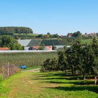 Durch Obstplantagen nach Gattnau