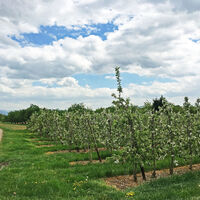 Obstplantagen im Renchtal