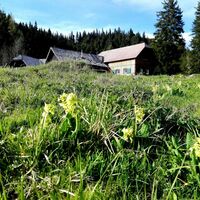 Auf der Kaarlalm bei Mürzzuschlag