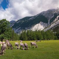 Kastenalm im Sommer_Kühe auf der Weide.jpg