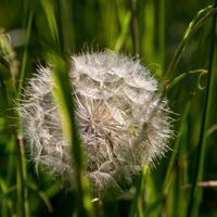 Pusteblume